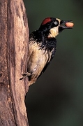 Acorn Woodpecker Magnet