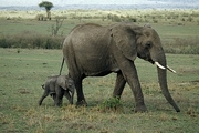 African Elephant Magnet