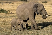 African Elephant Magnet