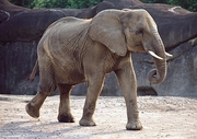 African Elephant Magnet