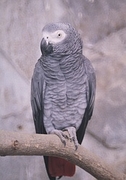 African Gray Parrot Poster