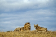 African Lion T-Shirt