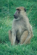 Baboon Mousepad