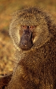 Baboon Mousepad