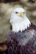 Bald Eagle T-Shirt