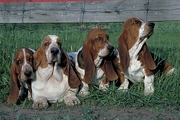 Basset Hound Poster