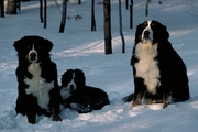 Bernese Mountain Dog Poster