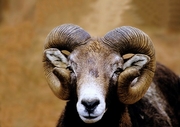 Bighorn Sheep Mousepad