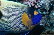 Blue-Faced Angelfish Mousepad