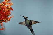 Blue-Throated Hummingbird Mousepad