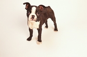 Boston Terrier Magnet