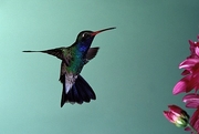 Broad-Billed Hummingbird Mousepad