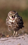 Burrowing Owl T-Shirt