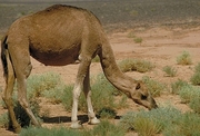 Camel Poster