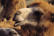 Camel Poster