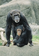 Chimpanzee Magnet