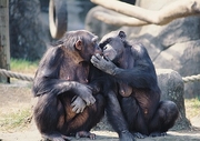 Chimpanzee Magnet