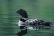 Common Loon Poster