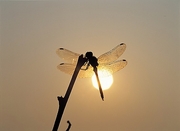 Dragonfly Magnet