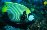 Emperor Angelfish Mousepad