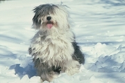 English Sheepdog Poster