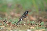 European Robin Poster