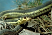 Garter Snake Poster