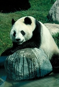 Giant Panda Magnet