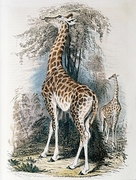 Giraffe Magnet