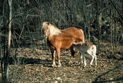 Hafflinger Pony Magnet