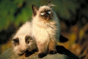 Himalayan Cat T-Shirt