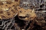 Horned Rattlesnake Poster