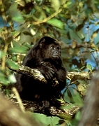 Howler Monkey Magnet