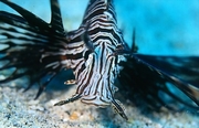 Lion Fish Mousepad