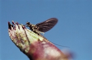 Mayfly Poster