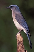 Mexican Jay Poster