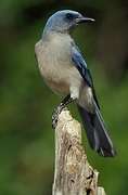 Mexican Jay Poster