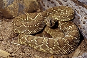 Mojave Rattlesnake Poster