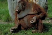 Orangutan Mousepad