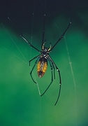 Orb Weaver T-Shirt