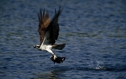 Osprey Magnet