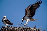 Osprey Poster