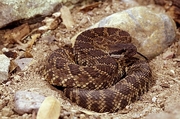 Pacific Rattlesnake Poster