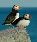 Puffin Poster