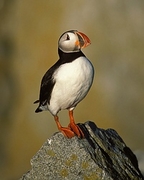 Puffin T-Shirt