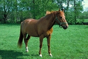 Quarterhorse Magnet