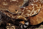 Red-Diamond Rattlesnake Poster