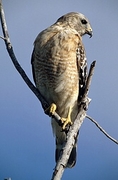 Red-Shouldered Hawk T-Shirt