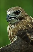 Red-Tailed Hawk Poster