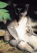 Ring-Tailed Lemur Magnet